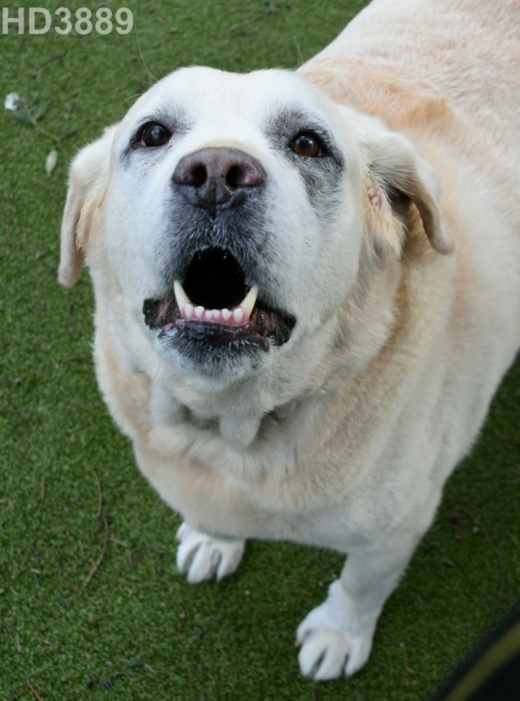 Fostering our dogs The Labrador Lifeline Trust