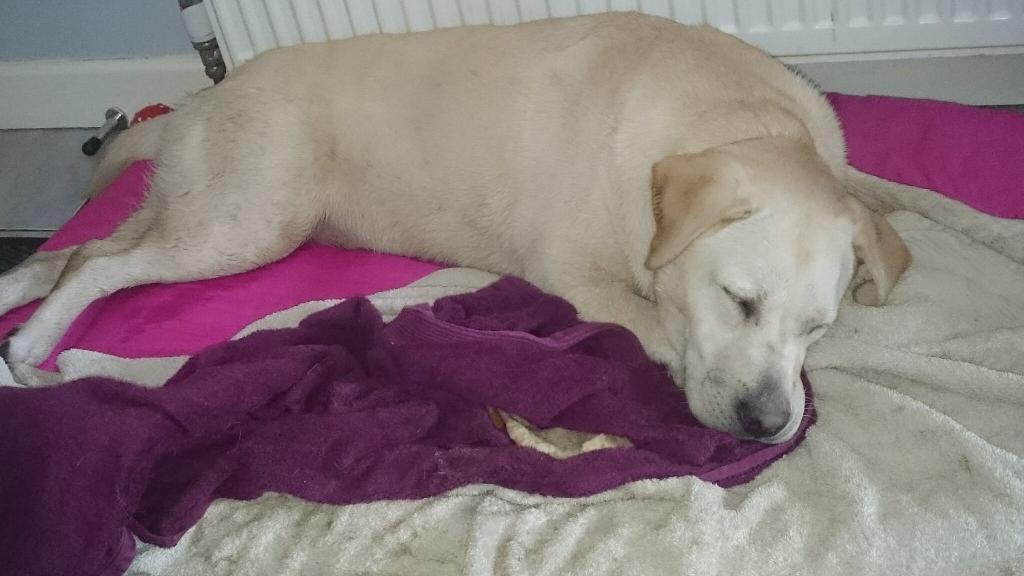 Rehome Advice & Guidance The Labrador Lifeline Trust